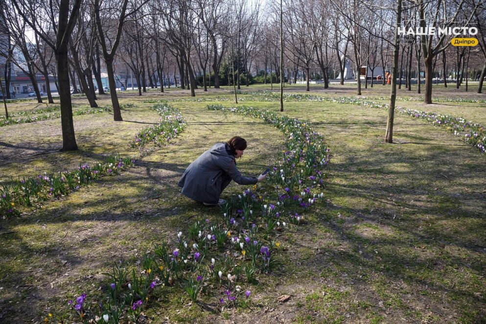 У Дніпрі сквері Героїв масово квітнуть крокуси