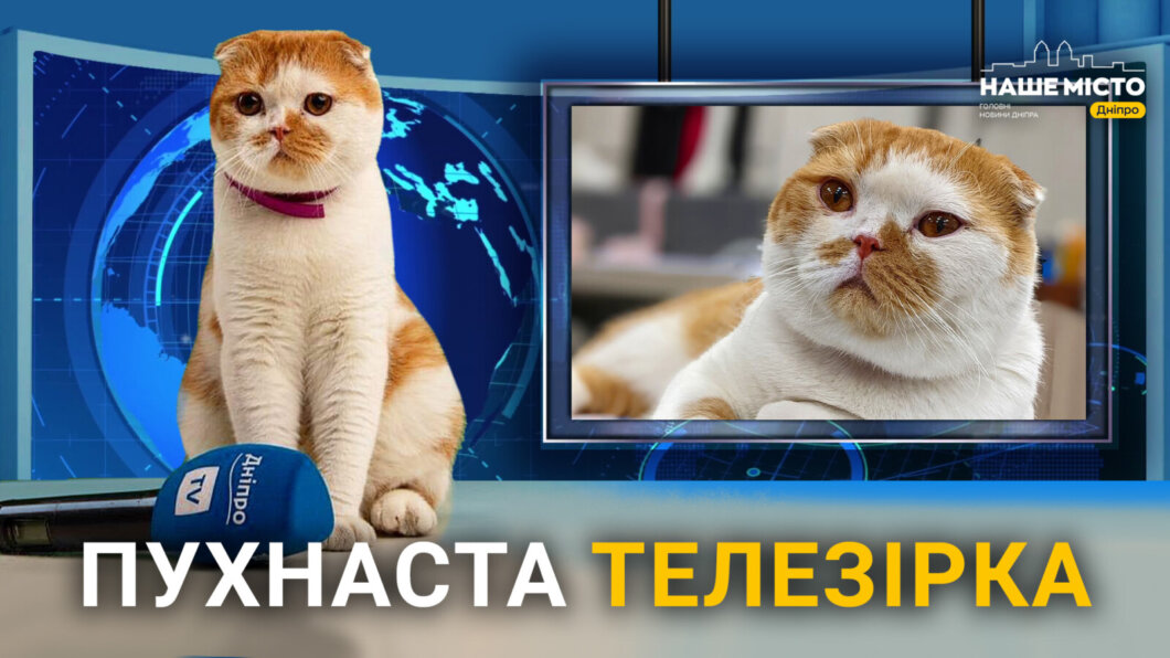 У Дніпрі котик-телезірка допомагає ведучим налаштовуватися на ефір