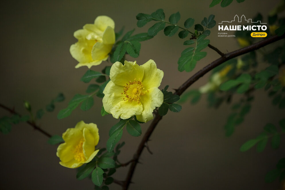 Різнокольорові півонії, золотисті троянди та рожевий бузок: у Дніпрі Ботсад ДНУ чарує весняними барвами 