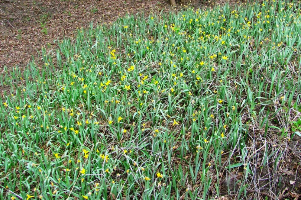 У Дніпропетровській області помітили поле рідкісних дібрових тюльпанів