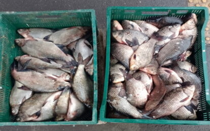 У Дніпропетровській області викрили незаконну торгівлю рибою і раками під час нерестової заборони - Наше Місто