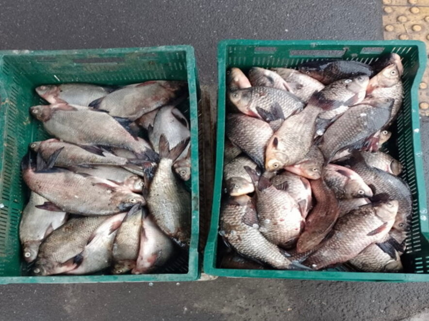 У Дніпропетровській області викрили незаконну торгівлю рибою і раками під час нерестової заборони - Наше Місто