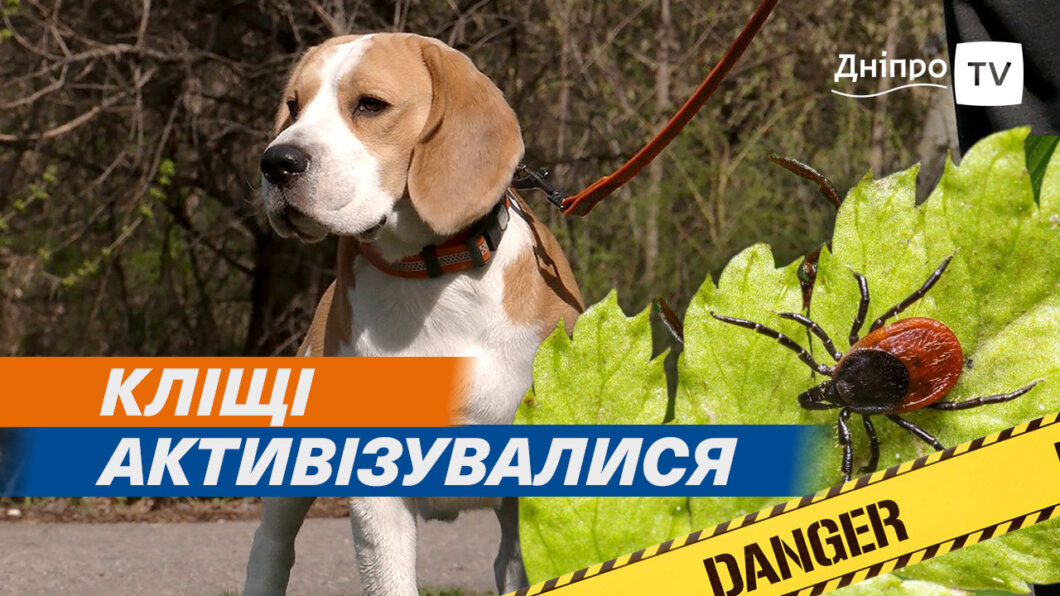 Начался сезон клещей: эксперты из Днепра рассказали, как защитить от укуса себя и домашних животных