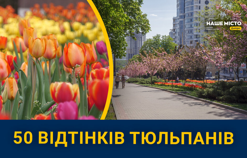 Червоні, рожеві та жовті: на вулицях Дніпрі розквітли різнокольорові тюльпани