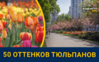 Красные, розовые и желтые: в Днепре на проспекте Яворницкого массово расцвели тюльпаны