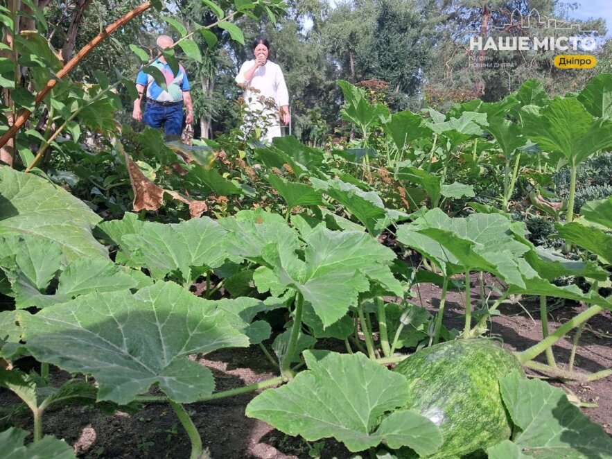 клумба з гарбузами