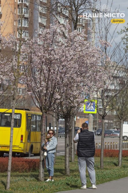 Сакура на Перемозі 2024 - Наше Місто