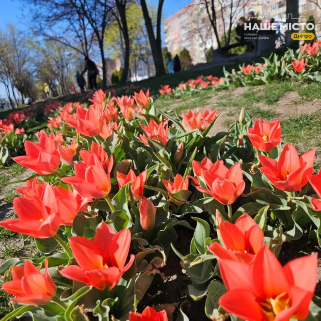 Тюльпані на Лівобережному 3 у Дніпрі - Наше Місто