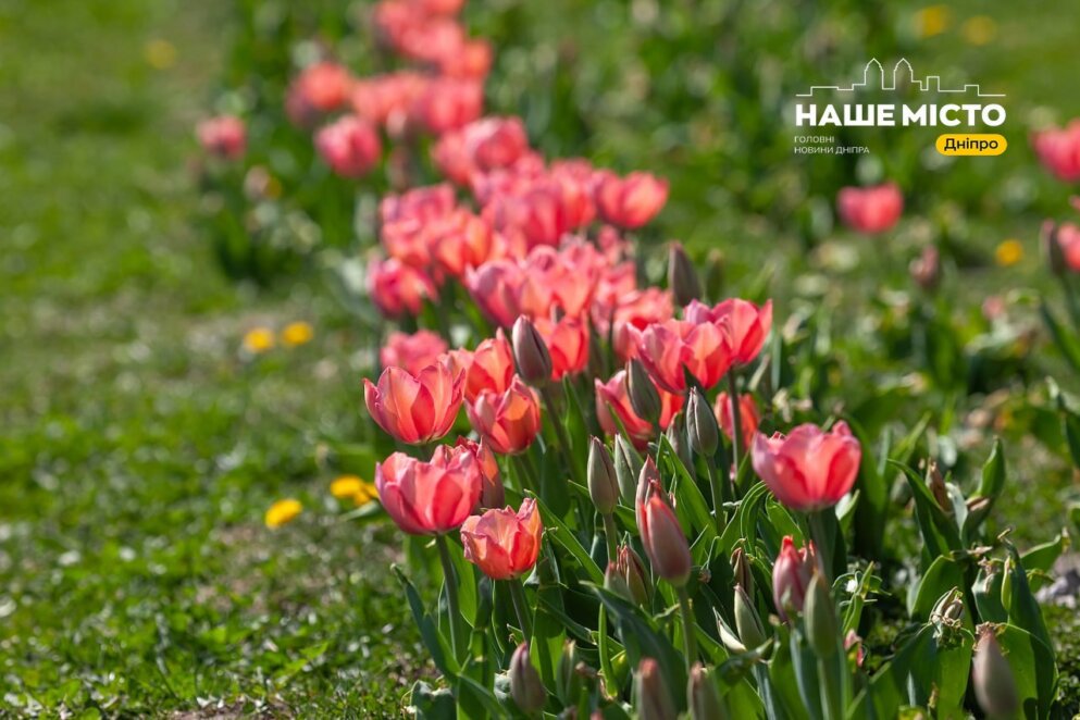 В Днепре на Бульваре Славы массово расцвели тюльпаны
