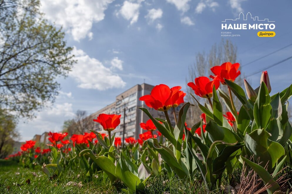 У Дніпрі на Бульварі Слави масово розквітли тюльпани