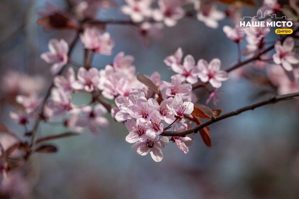 У парку Глоби цвітуть слива Пісарді та айва японська - Наше Місто