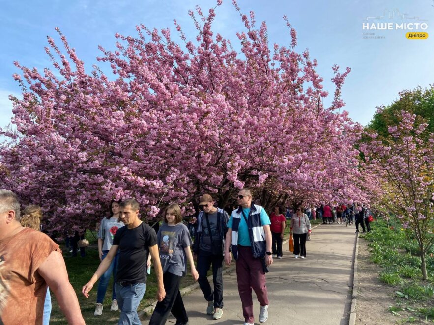 Япония в миниатюре: в Днепре возле ДИИТа зацвела аллея сакур