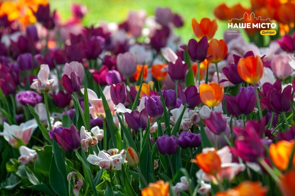 Тюльпановый рай в Днепре: на аллее возле монумента Славы массово расцвели весенние цветы