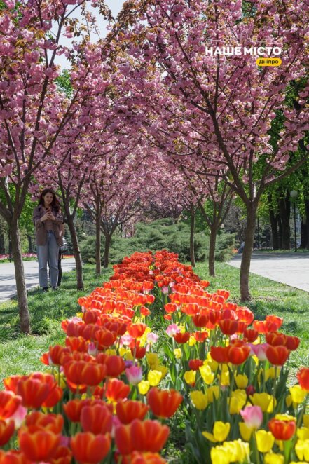Тюльпановый рай в Днепре: на аллее возле монумента Славы массово расцвели весенние цветы