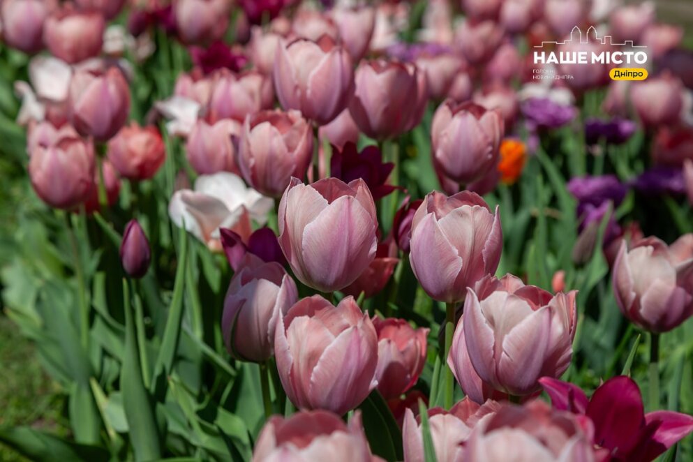 Тюльпановий рай у Дніпрі: на алеї біля монумента Слави масово розцвіли весняні квіти - Наше Місто