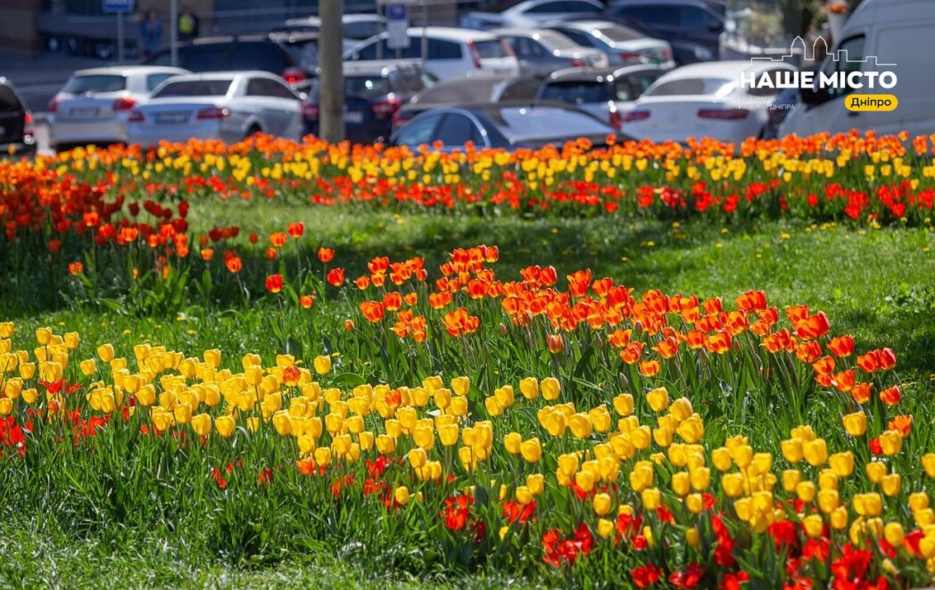 Тюльпановий рай у Дніпрі: на алеї біля монумента Слави масово розцвіли весняні квіти