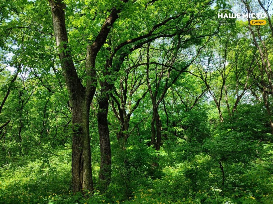 Уникальная природа и обряды язычников: какие тайны хранит Колонский лес возле Днепра
