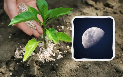 Місячний посівний календар на травень 2024: що робити на городі та садити