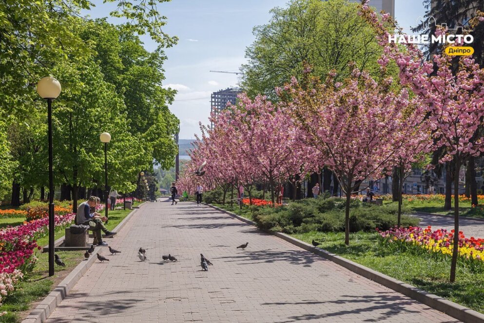 сакури у Дніпрі