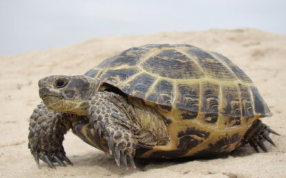 Неподалеку от Днепра нашли среднеазиатскую черепаху