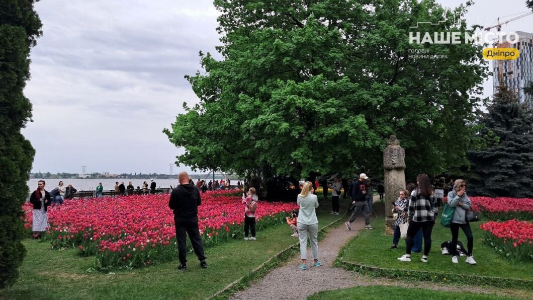 тюльпаны в Днепре