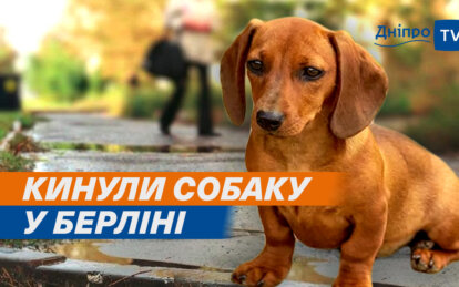 Перевізник тварин не довіз собаку до власниці і вимагав гроші: експерти з Дніпра розповіли, як уникнути небезпеки для тварин