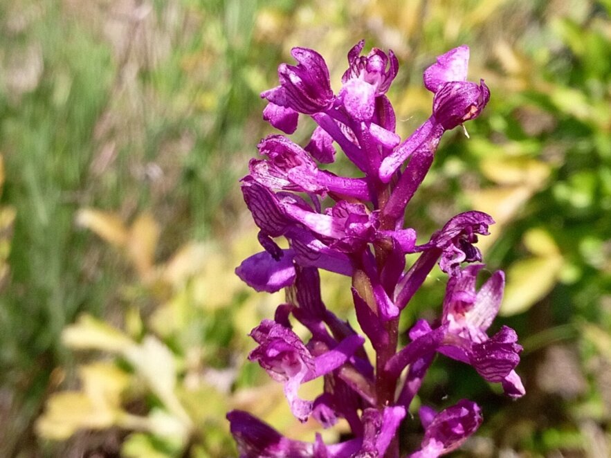 В Днепропетровской области нашли редкую дикую орхидею