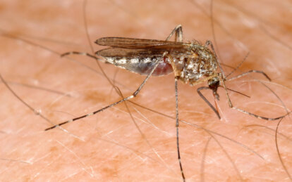 Які комарі найбільш небезпечні у Дніпрі - Наше Місто