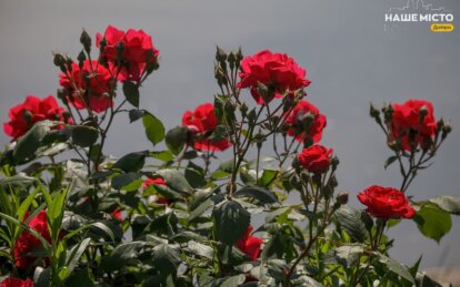 Тисячі троянд різних кольорів та видів: у Дніпрі у парку Глоби розцвів найбільший розарій