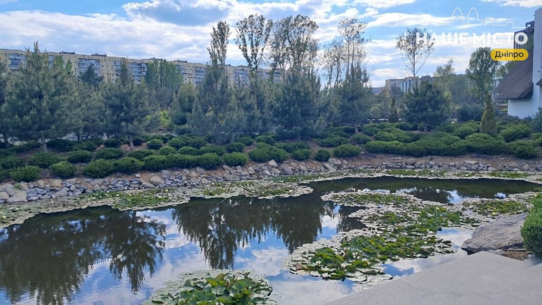 кувшинки в Днепре