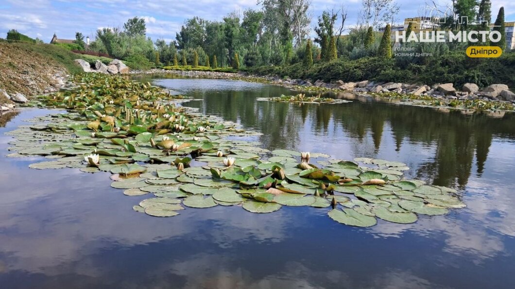 кувшинки в Днепре