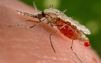  Шестиногие вампиры в Днепре: чем опасны комары и как от них защититься