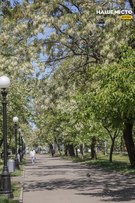 У Дніпря рясно квітне акація - Наше Місто