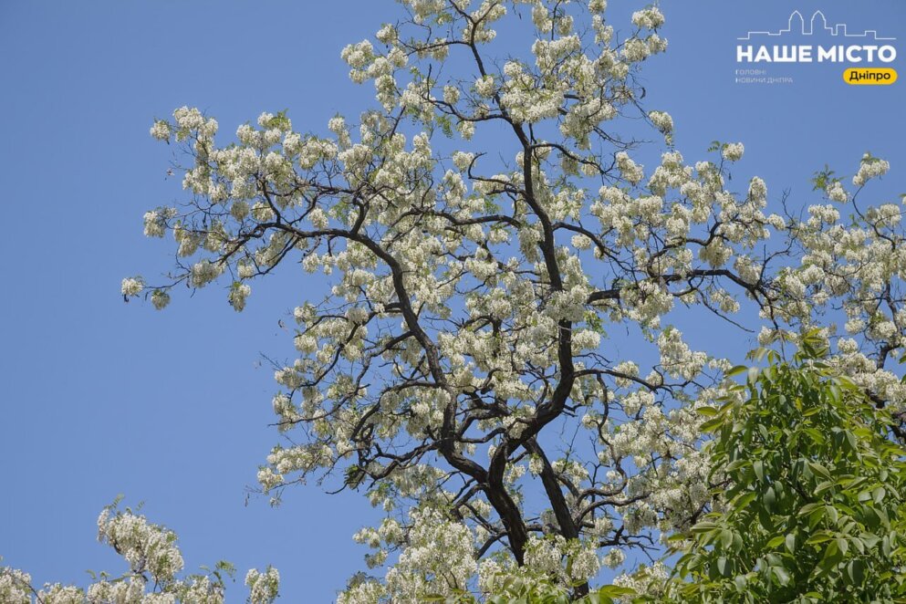 У Дніпря рясно квітне акація - Наше Місто