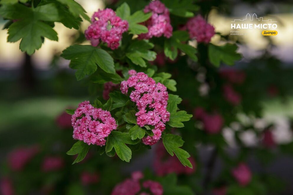 Немов маленькі троянди на пишному дереві: у Дніпрі в парку Глоби розквітнув рожевий глід - Наше Місто