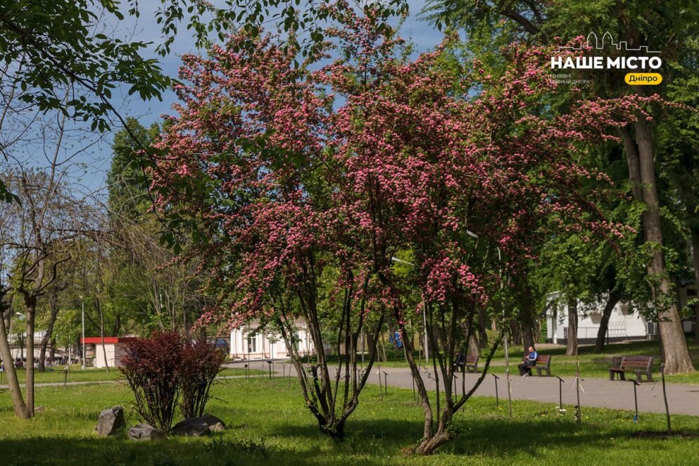 Немов маленькі троянди на пишному дереві: у Дніпрі в парку Глоби розквітнув рожевий глід - Наше Місто