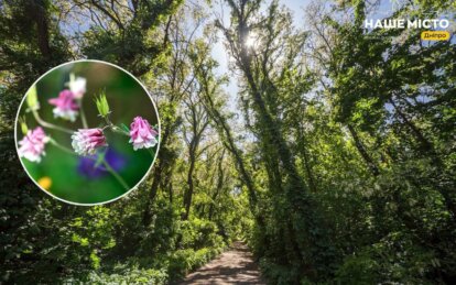 Настоящий цветочный калейдоскоп: в Днепре Ботсад ДНУ поражает экзотическими растениями