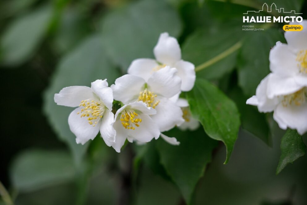 У Дніпрі розпочався сезон цвітіння чубушника запашного - Наше Місто