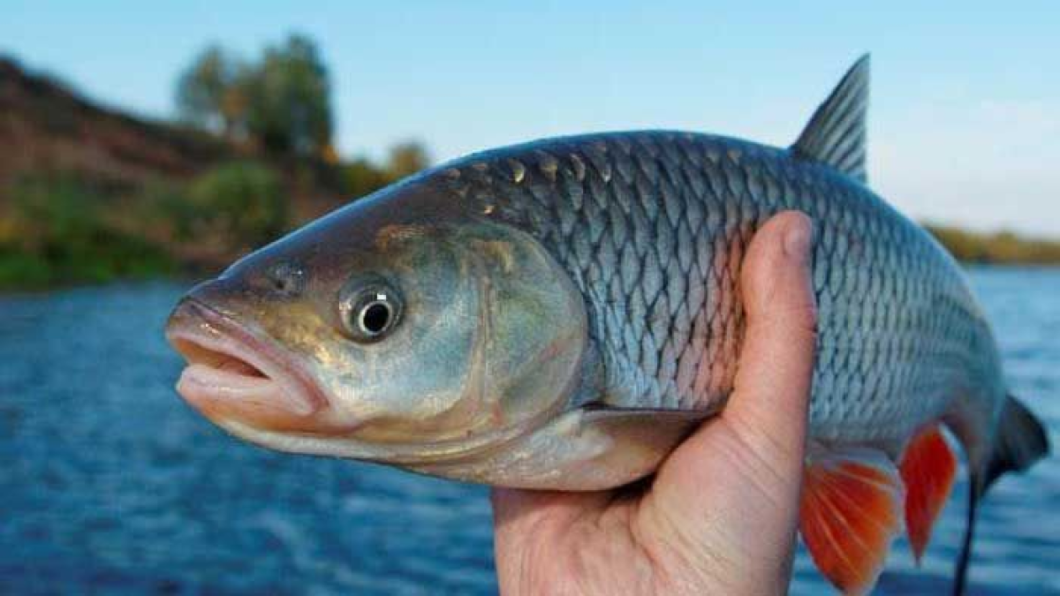 Де у Дніпропетровській області заборонено ловити рибу: локації