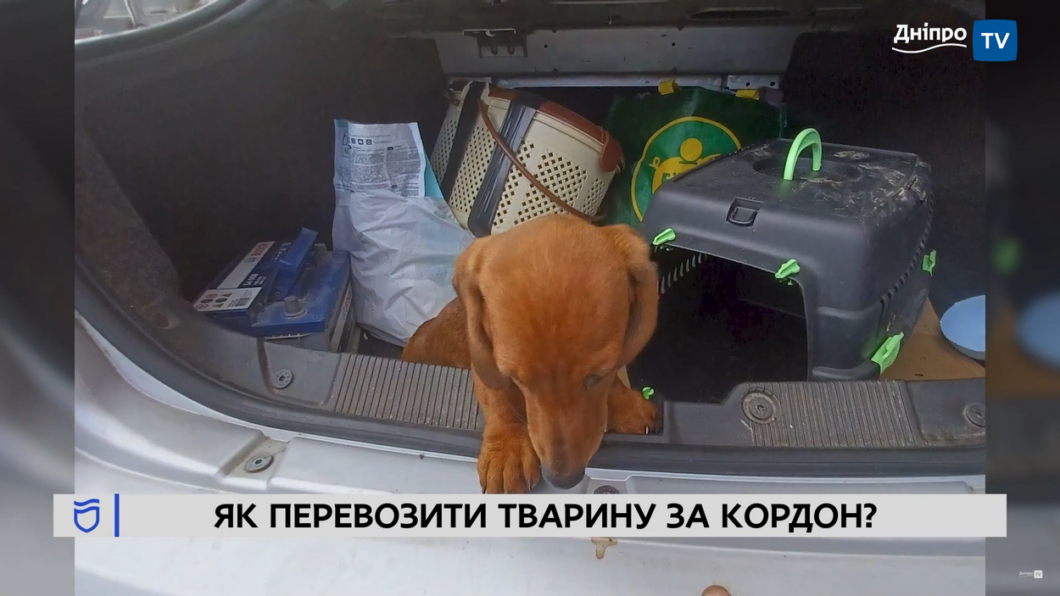 Перевозчик не довез собаку к владелице и требовал деньги: эксперты из Днепра о том, как избежать опасности для животных  