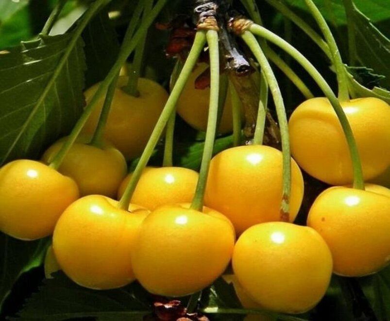 Сезон черешні у Дніпрі у розпалі: яка ягода найкорисніша - Наше Місто