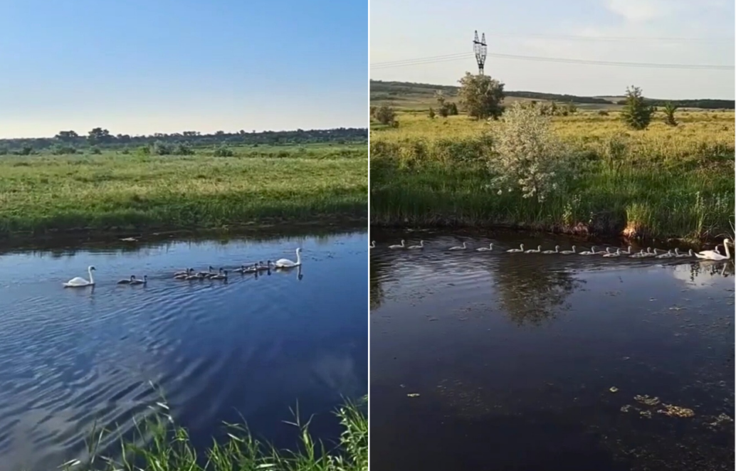 У Дніпропетровській області оселилася багатодітна родина лебедів з 21 пташеням