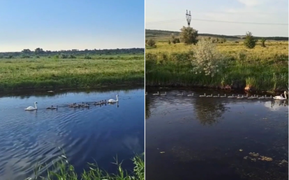 У Дніпропетровській області оселилася багатодітна родина лебедів з 21 пташеням