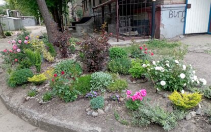 Замість пустиря – квітник: дружина військового у Дніпрі перетворила занедбану ділянку на гарну клумбу