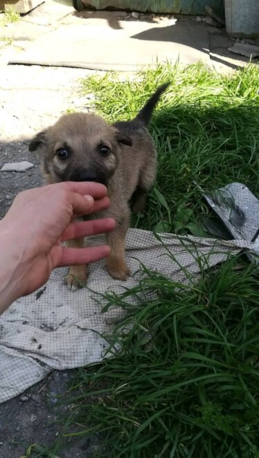 У Нікополі покинутий вівчар став нянькою для цуценят, які дивом вижили у пеклі