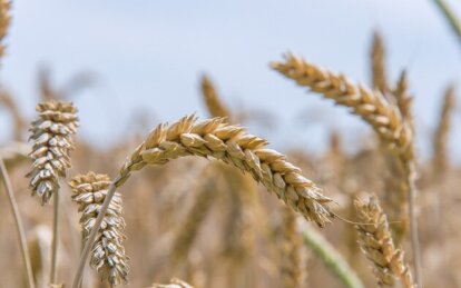 Який урожай зернових прогнозується на Дніпропетровщині у 2024 році