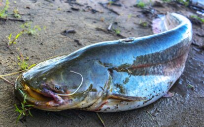 Экологическая катастрофа: на реке Днепр зафиксировали массовый мор сомов