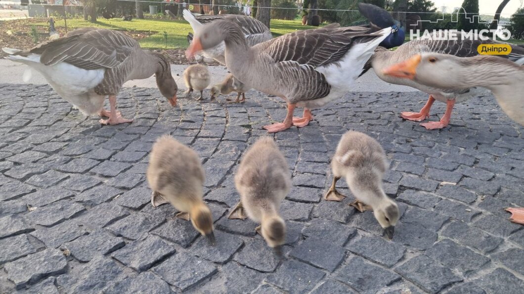 гусенята у парку Дніпра