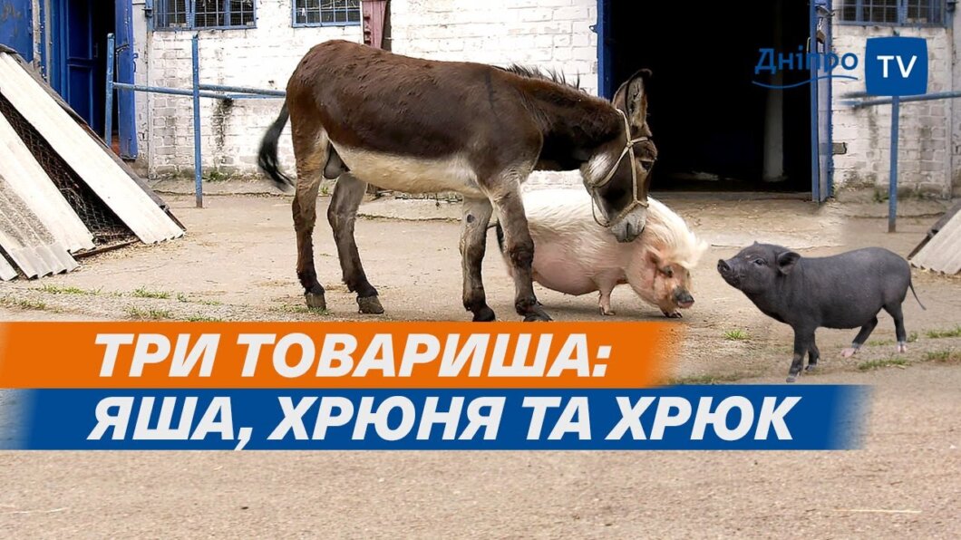 Яша та Хрюня