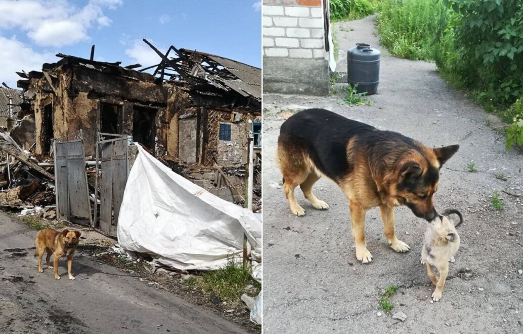 У Нікополі покинутий вівчар став нянькою для цуценят, які дивом вижили у пеклі